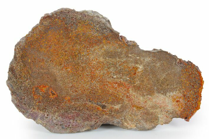 Polished Dinosaur Bone (Gembone) Slab - New Mexico #348881